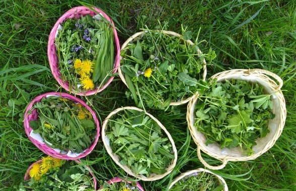 Wiesenkräuter